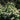 Coneflower - White Swan