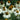 Coneflower - White Swan