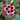 Columbine - Winky Red