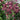 Columbine - Winky Red