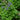 Columbine - Winky Blue