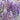 Wisteria - Kentucky Blue Moon