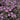 Aster - Wood's Purple