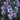 Aster - Wood's Light Blue