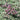 Thyme - Wooly Creeping